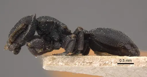 Cephalotes pilosus - CASENT0917839