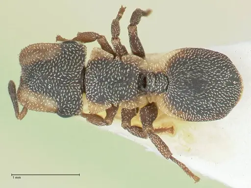 Cephalotes pinelii specimen