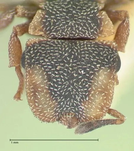 Cephalotes pinelii specimen