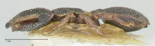 Cephalotes pinelii specimen