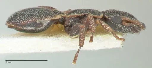 Cephalotes pinelii - FOCOL2150