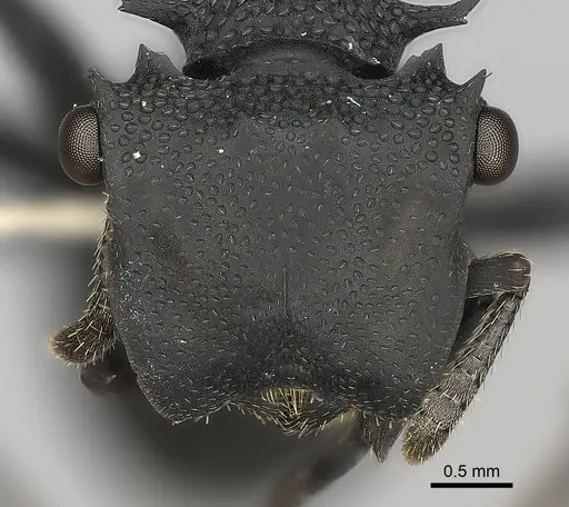 Cephalotes placidus specimen
