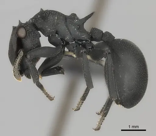 Cephalotes placidus specimen