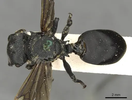 Cephalotes placidus - CASENT0900231