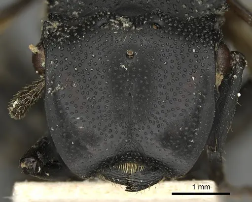 Cephalotes placidus - CASENT0900231