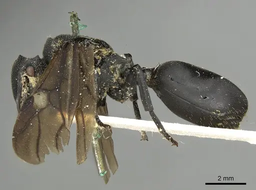 Cephalotes placidus - CASENT0900231
