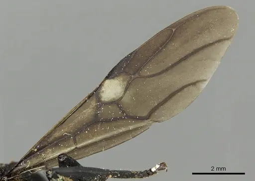 Cephalotes placidus - CASENT0900231