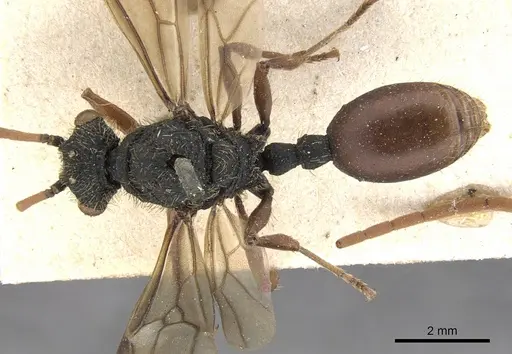 Cephalotes placidus - CASENT0901458