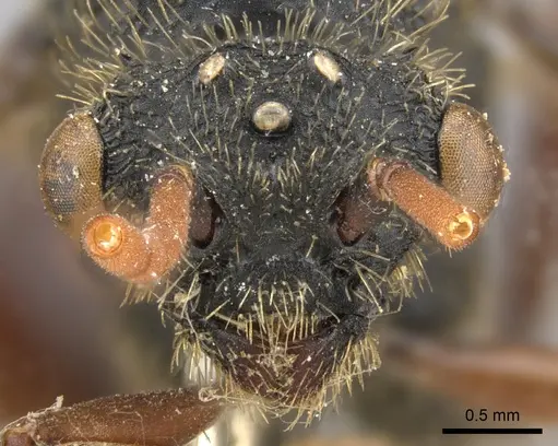 Cephalotes placidus - CASENT0901458