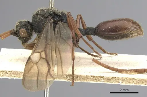 Cephalotes placidus - CASENT0901458