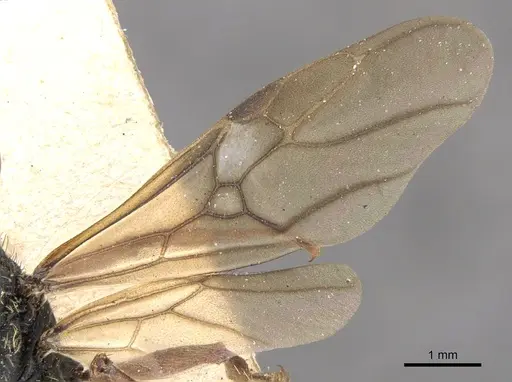 Cephalotes placidus - CASENT0901458