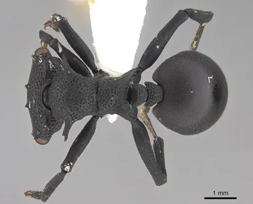 Cephalotes placidus - CASENT0922511