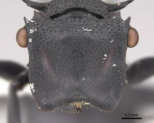 Cephalotes placidus - CASENT0922511