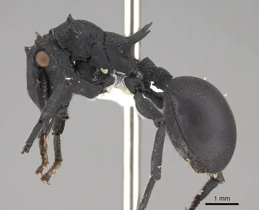 Cephalotes placidus - CASENT0922511
