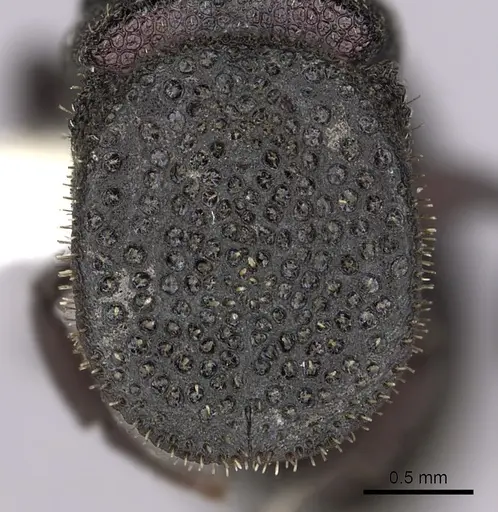 Cephalotes porrasi specimen