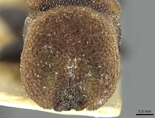 Cephalotes prodigiosus specimen