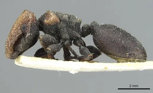 Cephalotes prodigiosus specimen