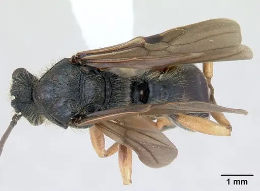 Cephalotes pusillus specimen