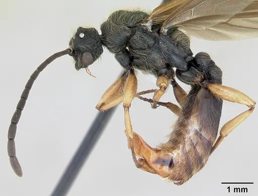 Cephalotes pusillus specimen