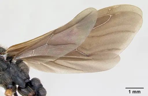 Cephalotes pusillus - CASENT0173701