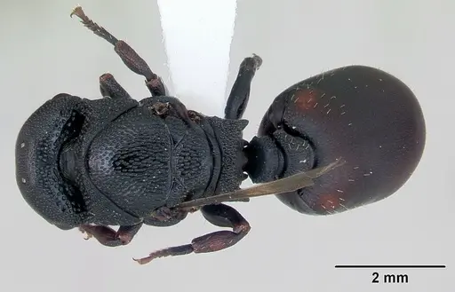 Cephalotes pusillus - CASENT0173702