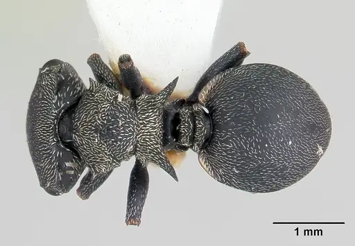 Cephalotes pusillus - CASENT0178648