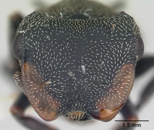 Cephalotes pusillus - CASENT0178648