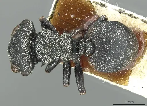 Cephalotes pusillus - CASENT0912617