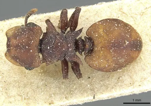 Cephalotes pusillus - CASENT0912618