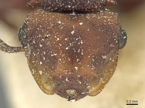 Cephalotes pusillus - CASENT0912618