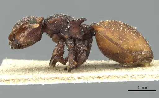 Cephalotes pusillus - CASENT0912618