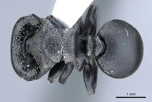 Cephalotes pusillus - CASENT0914467