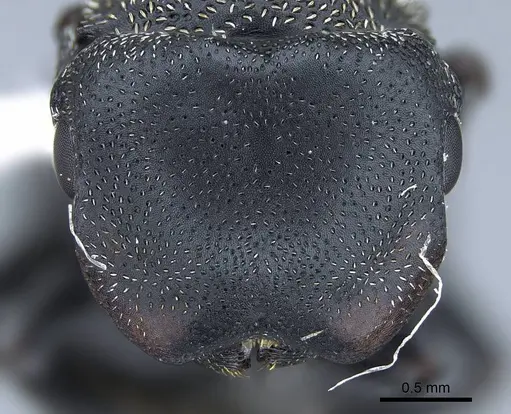 Cephalotes pusillus - CASENT0914467