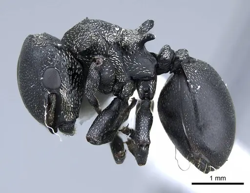 Cephalotes pusillus - CASENT0914467