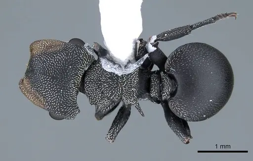 Cephalotes pusillus - CASENT0914468