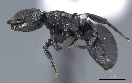 Cephalotes pusillus - CASENT0914468