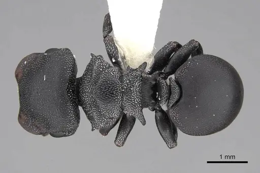 Cephalotes pusillus - CASENT0922612