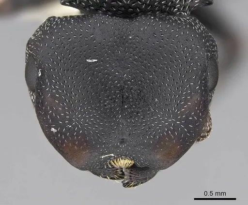 Cephalotes pusillus - CASENT0922612