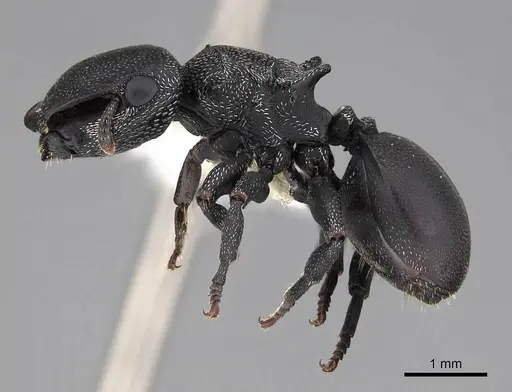 Cephalotes pusillus - CASENT0922612