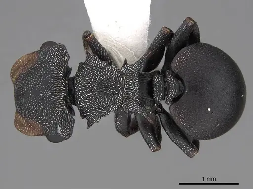 Cephalotes pusillus - CASENT0922613