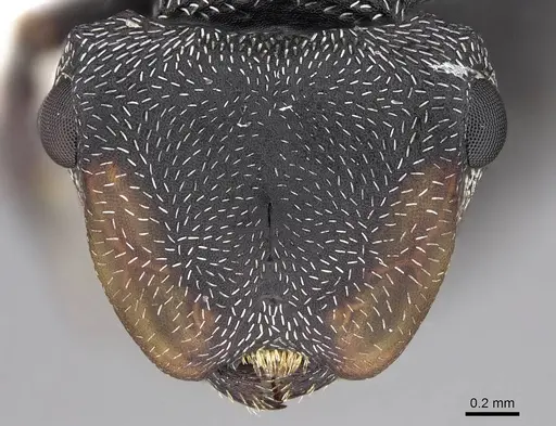 Cephalotes pusillus - CASENT0922613