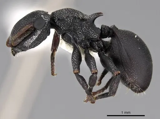 Cephalotes pusillus - CASENT0922613