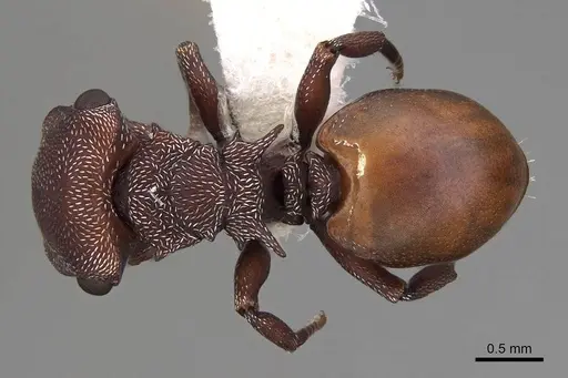 Cephalotes pusillus - CASENT0922614