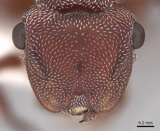 Cephalotes pusillus - CASENT0922614