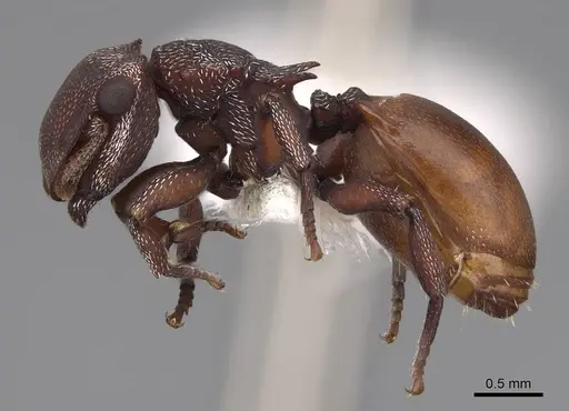 Cephalotes pusillus - CASENT0922614