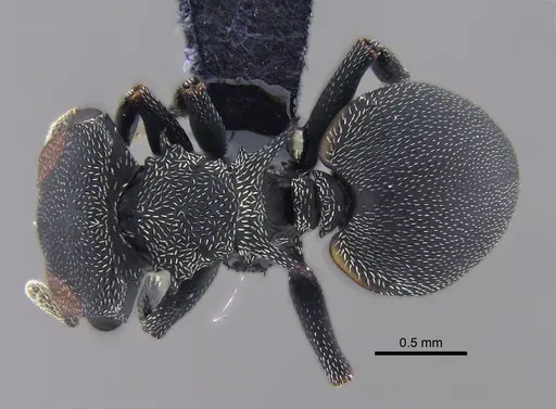 Cephalotes pusillus - CBUMAGENT41891