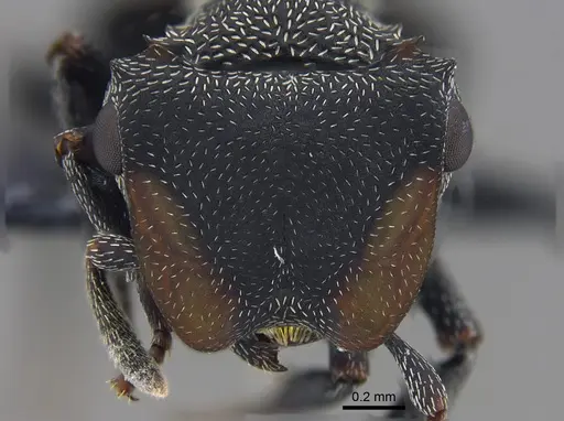 Cephalotes pusillus - CBUMAGENT41891