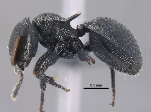 Cephalotes pusillus - CBUMAGENT41891
