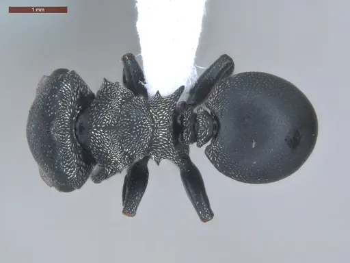 Cephalotes pusillus - ECOFOG-BUG-0265-02-S