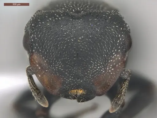 Cephalotes pusillus - ECOFOG-BUG-0265-02-S